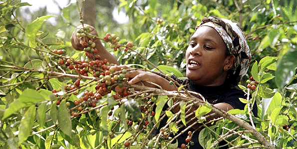 There are three ways of plantation: sunshine plantation, full shade plantation and semi-shade plantation.