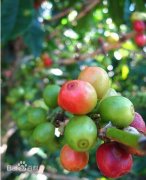 Some tips on buying coffee beans China Coffee Trading Network