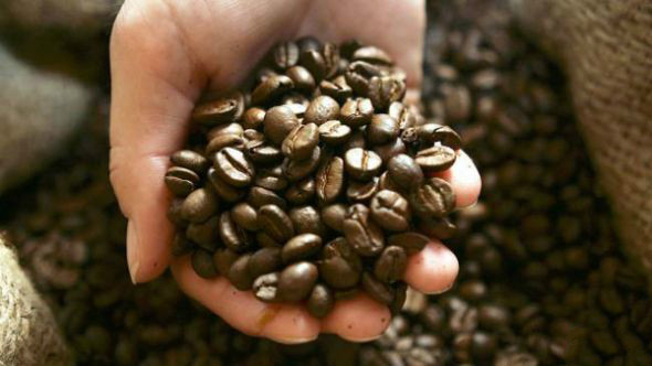 Introduction to the types of coffee and the practice of all kinds of coffee the production method of hand-made coffee in Bali, Indonesia