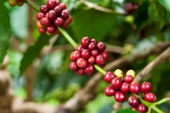 Good coffee Kenyan coffee sour African flavor Chinese coffee network