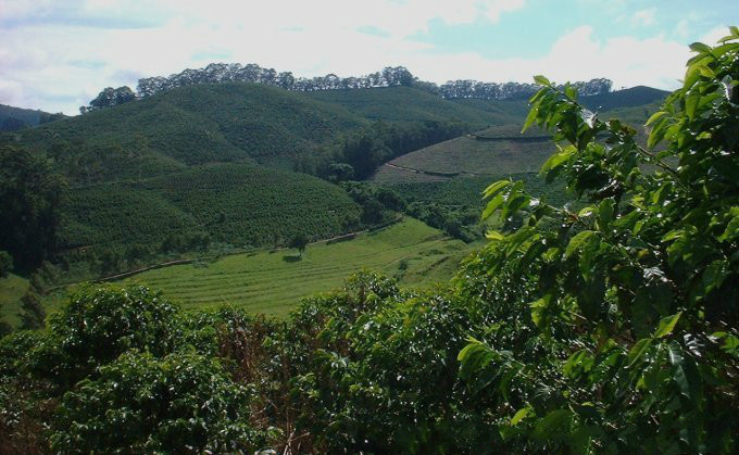 There are several kinds of coffee beans in Guatemala Vivetnam fruit producing area how to turn coffee beans into coffee beans.