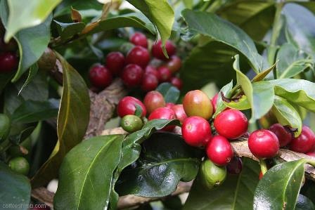 There are several ways to make coffee beans from Yega Fischer kochere coffee beans in Ethiopia.