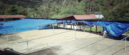 Costa Rica Fire Phoenix Manor Red Honey treatment of Coffee beans there are several ways to turn coffee beans into coffee