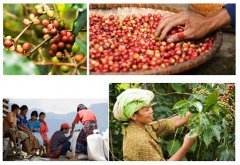 Columbia Super Santa Rita Coffee beans there are several ways to turn coffee beans into coffee coffee