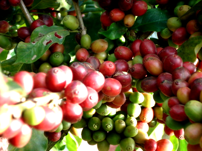 Ethiopian Sidamo sun treatment of raw beans Lion King Coffee beans how much Coffee beans