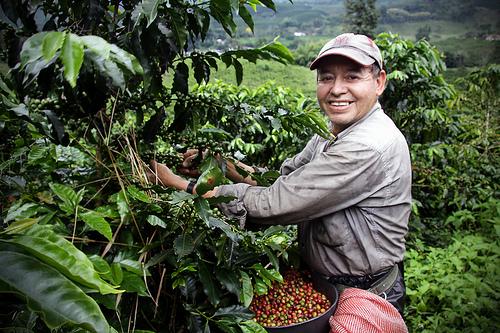 The Caesar Louis Manor in Poquet boquete, Panama, washed coffee beans to make coffee coffee.