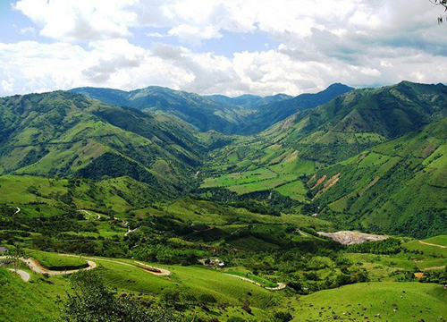 Is Aceh Aceh in Sumatra, Indonesia, a Robbota species or an Arabica species? Coffee beans