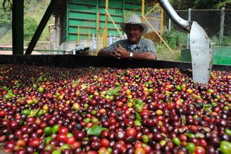 Is the Honduran water washing bourbon Robusta or Arabica? Coffee bean variety price