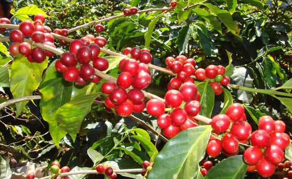 Is the fairness of Sunshine Cooperative in Cajamaka producing area in Peru Robusta species or Arabica species?