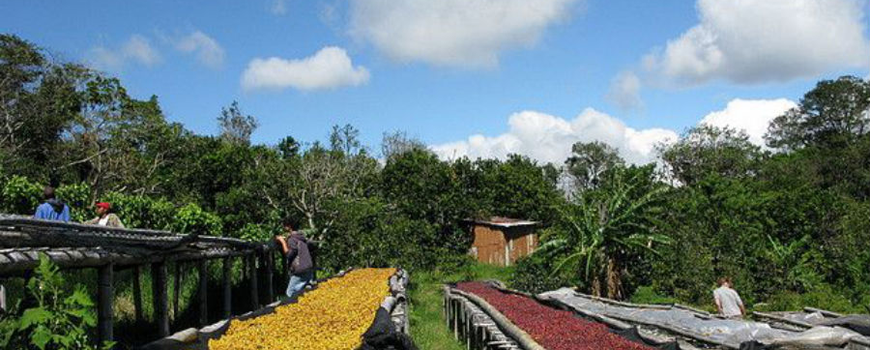 How can I buy good coffee beans in Aceh Ache, Sumatra, Indonesia?