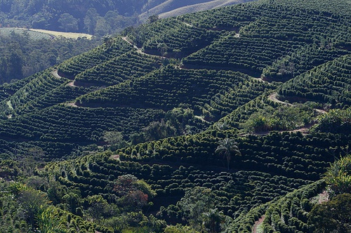 How can PNG Kimmel Manor in Papua New Guinea buy good coffee beans and buy coffee online?