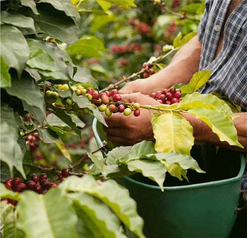 How can Yega Ficochel of Ethiopia buy good coffee beans online