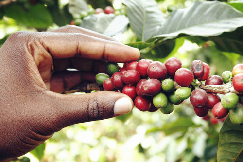 Where can I buy coffee beans online? Where can I buy coffee beans? Ethiopia sidamo Sidamo G2