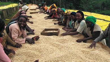 Where can I buy coffee beans online? Where to buy coffee beans? Costa Rica Central Valley Fire Phoenix Villa