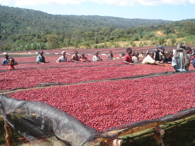 Imported Brazilian bourbon beans how to buy good coffee beans online purchase coffee beans need