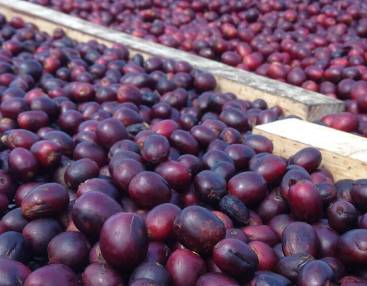 Where can I buy coffee beans online? Where can I buy coffee beans? Hope that manor honey treats rare varieties of mocha.