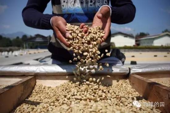 What is the difference in the taste of exactly the same coffee beans between washing and tanning?
