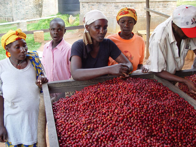 The processing method of raw coffee beans in China Coffee Network the method of solarization in Ethiopia Yega Xuefeijia