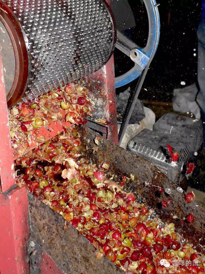 Introduction of Coffee washing and Solar treatment of Coffee beans Water washing Yega
