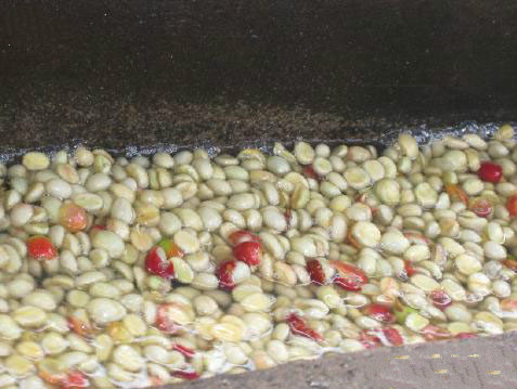 What is semi-washed Coffee beans semi-washed Coffee beans Refining semi-washed Yega Shevico