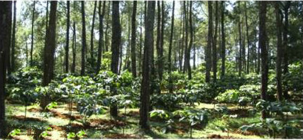 Guatemala Coffee Price latest Guatemala Coffee Price / Wholesale quotation Guatemala's eight largest producers
