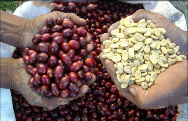 Ethiopian coffee Starbucks Ethiopian coffee wholesale price of Ethiopian coffee brands
