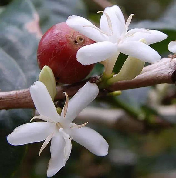 Ethiopian specialty Ethiopian coffee farm Ethiopian coffee industry and varieties