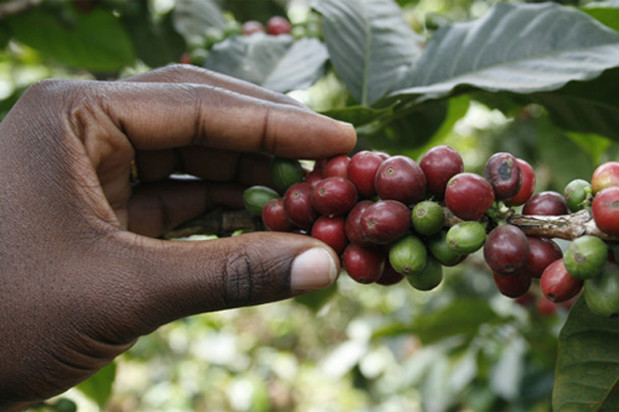 Recommend Ethiopian sun sun Sidamo Sidamo coffee beans Ethiopia Yega Sheffield coffee beans