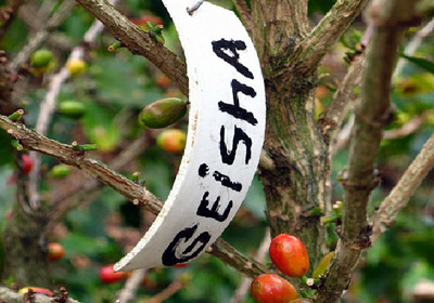 Panamanian Emerald Manor Rosa Coffee beans Fine Coffee beans 2016 New beans Coffee beans latest and most complete