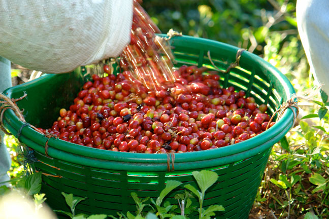 Panama PANAMA Coffee beans in Central and South America Panama Manor Coffee beans vs. Jade Manor Summer Coffee