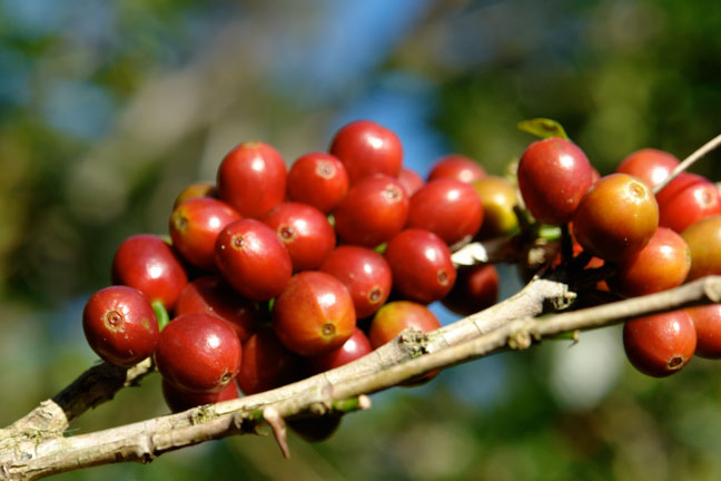 Panama Rosa Coffee (GEISHA) secretly imported coffee beans Panama Rosa coffee beans roast independently