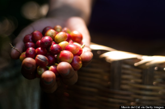 Introduction to El Salvador Coffee beans El Salvador: Parkmara Coffee from South America
