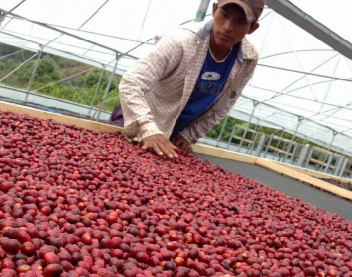 What are the characteristics of Salvadoran coffee beans? what coffee beans are the best Salvadoran coffee beans?