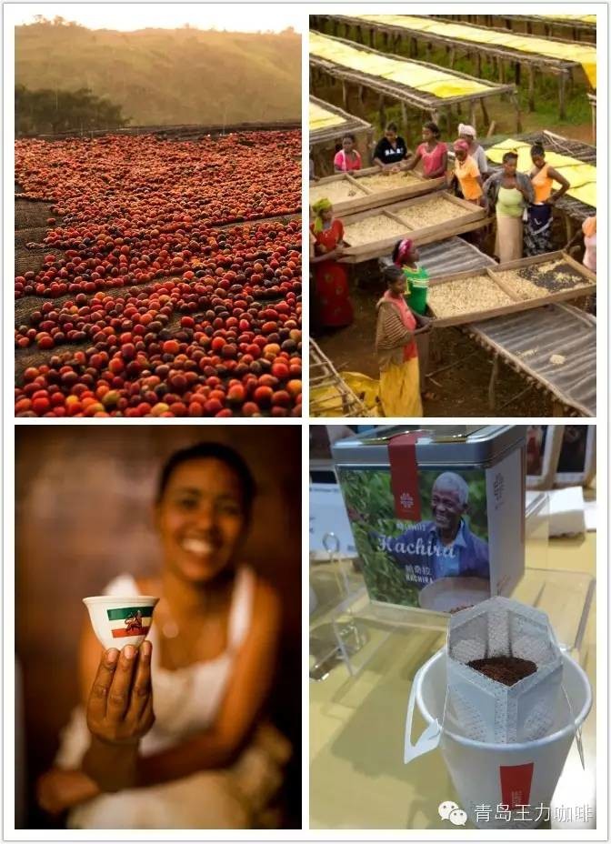 El Pacamara imported boutique coffee raw bean elephant bean origin Himalayan manor