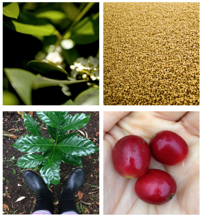 Where can I buy boutique coffee manor beans? El Salvador Himalayan Manor Coffee beans China Coffee Network