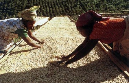 Go to Costa Rica, looking for organic coffee beans, American specialty, Costa Rican coffee.