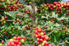Do you know the 13 uses of coffee? The benefits of coffee