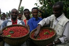 Sidamo Red Cherry Coffee Sidamo Coffee
