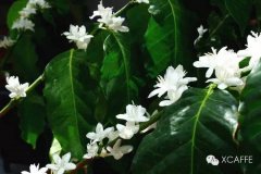 Coffee produced in Indonesia generally does not have the name 