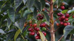 The flavor of Java Arabica coffee beans