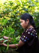 Guava Plain Manor in Guatemala New Oriental producing area Coffee beans