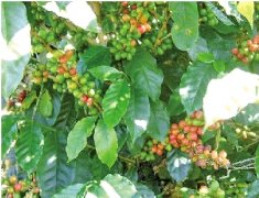 Kenyan coffee boutique coffee beans world famous producing areas