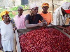 The yield of coffee in Vietnam is as high as 950 kilograms per hectare, and many newly planted coffee trees are from Japan.