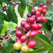 Boutique coffee Ethiopia Sidamo Sidamo Guji Shakiso Shakisso sun