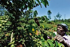 Boutique coffee bean Arabica coffee bean coffee knowledge