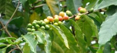 Panamanian SHB boutique manor Coffee Pokui special area Cupid Manor