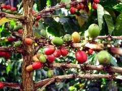 Costa Rican boutique coffee Costa Rica brief introduction to coffee beans