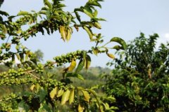 Ethiopian boutique coffee Sidamo Lion King guji producing area