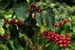 Origin of mocha coffee origin of mocha beans Yemeni coffee origin
