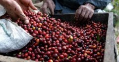 Coffee Industry Coffee Business and Dream